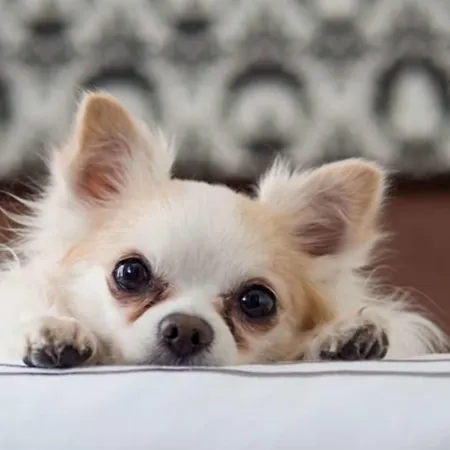 Cedar & Restaurant 4*