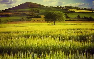 Cedar & Restaurant Szálloda