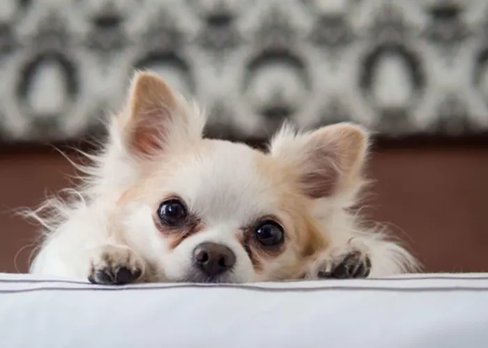 Cedar & Restaurant 4*